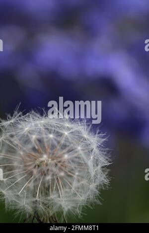 Dandelion Seedhead vor Bluebells Stockfoto