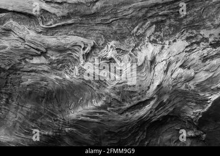 Coastal Redwood Tree Details in Schwarz und Weiß Stockfoto