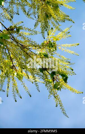 Ahornblüten aus Weinblattblüten Acer cissifolium Frühjahrspollen Stockfoto