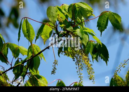 Ahorn-Ahorn-Blüten mit Weinblättern und Cissifolium Stockfoto