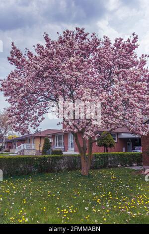 Magnolienbaum in voller Blüte auf dem Vorgarten eines Hauses während der Frühjahrssaison, in einem Wohngebiet von Toronto, Kanada Stockfoto