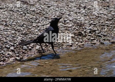 Schwanzgrackle in einem texanischen Bach Stockfoto