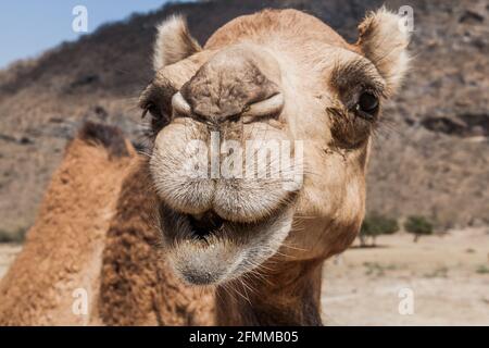 Kopf eines Kamels im Wadi Dharbat in der Nähe von Salalah, Oman Stockfoto
