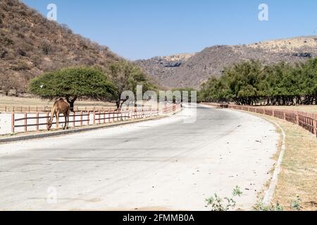Straße in Wadi Dharbat in der Nähe von Salalah, Oman Stockfoto