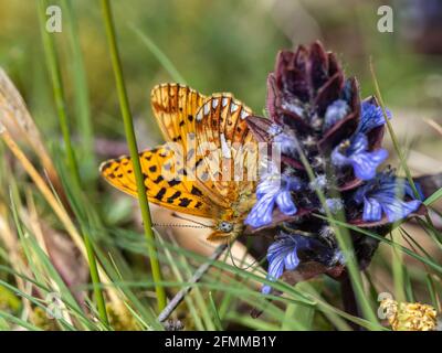 Männliche Perle an Bord der Fritillary auf Bugle. Stockfoto