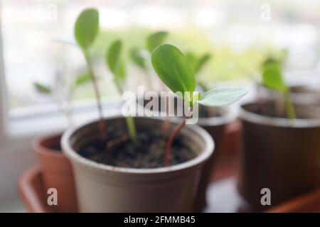 Sonnenblumenkeimlinge, die auf einer Fensterbank wachsen Stockfoto