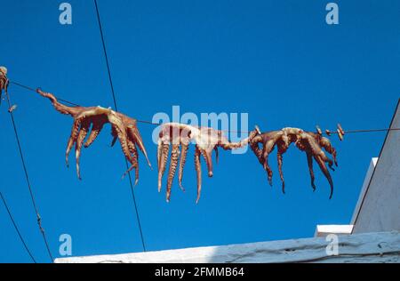 Gescanntes Bild von Octopus, der in Naoussa, Paros, Griechenland, in der warmen Abendsonne zum Trocknen aufgehängt wurde Stockfoto