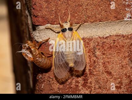 Brut X cicada ist vollständig aus seinem Exoskelett, Draufsicht, hervorgegangen. Der Körper ist immer noch blass. Stockfoto