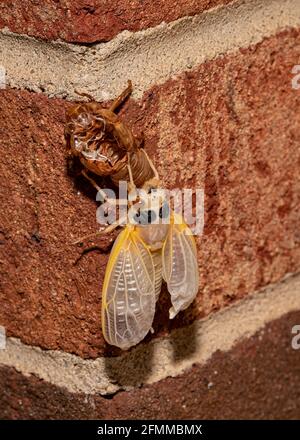 Brut X cicada ist aus seinem Exoskelett hervorgegangen und seine Flügel haben sich ausgebreitet. Stockfoto