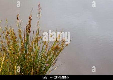 Im Sommer wachsen an einem Teich Rushes Stockfoto