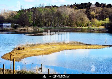 Überflutetes Gebiet im Amwell Reservat Stockfoto