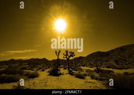 Die helle Sonne scheint auf Joshua Tree National Park in Kalifornien, für künstlerische Wirkung gefärbt. Stockfoto