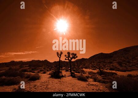 Die helle Sonne scheint auf Joshua Tree National Park in Kalifornien, für künstlerische Wirkung gefärbt. Stockfoto