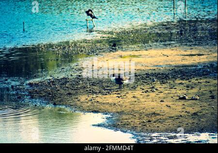 Tierwelt im Amwell Reserve Stockfoto