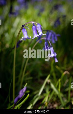 Nahaufnahme einer Bluebell- oder englischen Bluebell-Blume (Hyacinthoides non-scripta), einer Frühlingswaldpflanze. Stockfoto