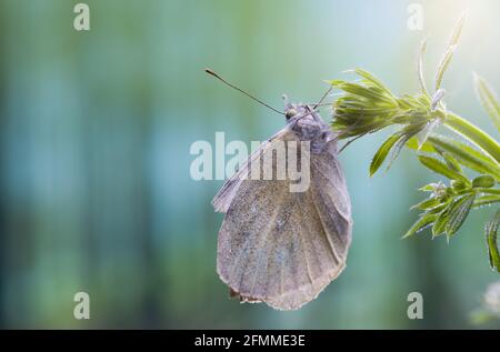 Farbenfroher Schmetterling auf grünem Ast Stockfoto