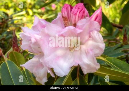 Auffallendes Rhododendron Loderi – Venusblüten in Nahaufnahme, natürliches Pflanzenportrait Stockfoto