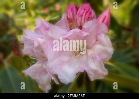 Auffallendes Rhododendron Loderi – Venusblüten in Nahaufnahme, natürliches Pflanzenportrait Stockfoto