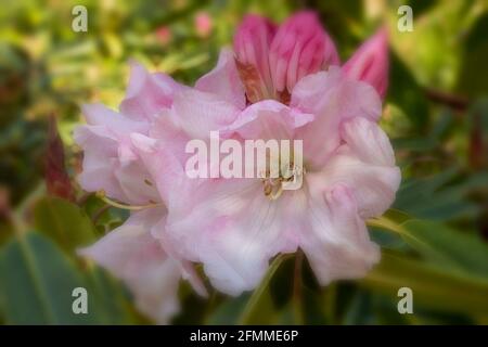 Auffallendes Rhododendron Loderi – Venusblüten in Nahaufnahme, natürliches Pflanzenportrait Stockfoto