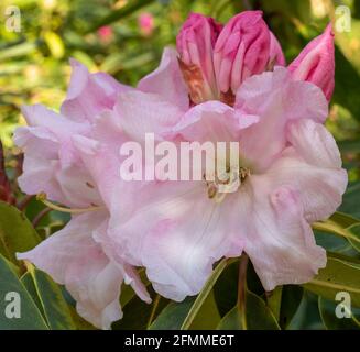 Auffallendes Rhododendron Loderi – Venusblüten in Nahaufnahme, natürliches Pflanzenportrait Stockfoto