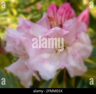 Auffallendes Rhododendron Loderi – Venusblüten in Nahaufnahme, natürliches Pflanzenportrait Stockfoto