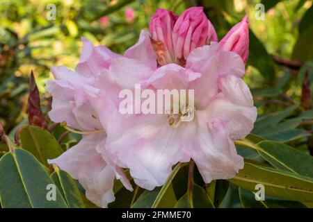 Auffallendes Rhododendron Loderi – Venusblüten in Nahaufnahme, natürliches Pflanzenportrait Stockfoto