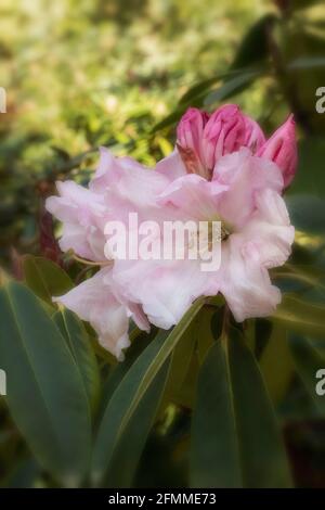 Auffallendes Rhododendron Loderi – Venusblüten in Nahaufnahme, natürliches Pflanzenportrait Stockfoto