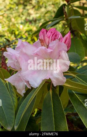 Auffallendes Rhododendron Loderi – Venusblüten in Nahaufnahme, natürliches Pflanzenportrait Stockfoto