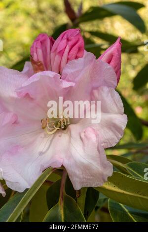 Auffallendes Rhododendron Loderi – Venusblüten in Nahaufnahme, natürliches Pflanzenportrait Stockfoto