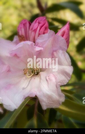 Auffallendes Rhododendron Loderi – Venusblüten in Nahaufnahme, natürliches Pflanzenportrait Stockfoto