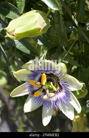 Nahaufnahme einer Passionsblume (Passiflora edulis f. flavicarpa) in voller Blüte Stockfoto