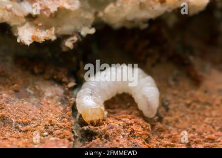 Melandryidae Larve auf Holz und Myzel von Trichaptum abietinum Stockfoto