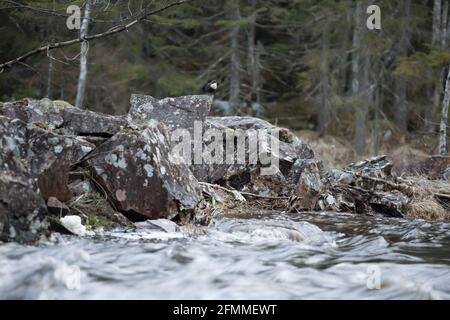 Europäischer Dipper, Cinclus cinclus auf Felsen, Fluss im Vordergrund Stockfoto