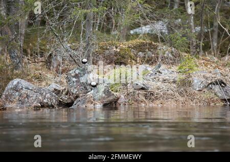 Zwei europäische Dippers, Cinclus cinclus auf Felsen, Fluss im Vordergrund Stockfoto