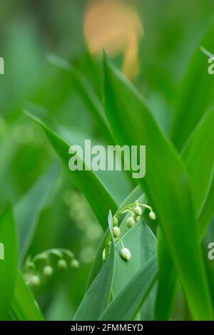 Nahaufnahme einer Maiglöckchen, Concallaria majalis Stockfoto