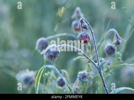 Nahaufnahme von blühenden Wasseravenen, Geum Rivalität mit morgendlichen Frost Stockfoto