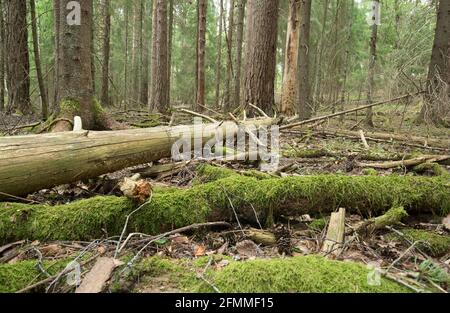 Wurzeln und Bäume in unberührtem Nadelwald in schweden Stockfoto