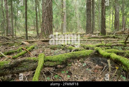 Wurzeln und Bäume in unberührtem Nadelwald in schweden Stockfoto