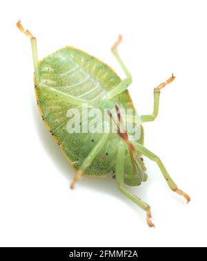 Nahaufnahme einer grünen Schildwanzennymphe, Palomena prasina vor weißem Hintergrund fotografiert Stockfoto