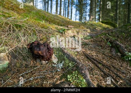 Falschmorelle, Gyromitra esculenta, wächst im Nadelwald Stockfoto