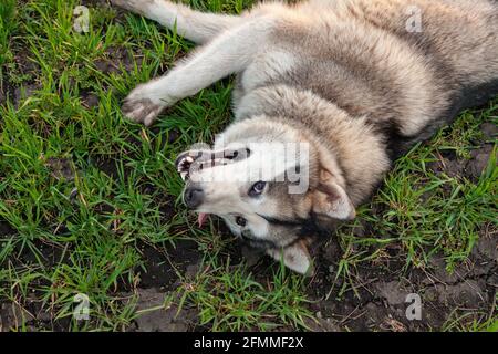 Malamute Hund liegt auf dem Gras mit einem zufriedenen Blick. Stockfoto