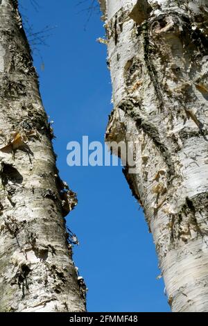 Betula costata Baumstamm cremige Rinde Birken Bäume Stockfoto