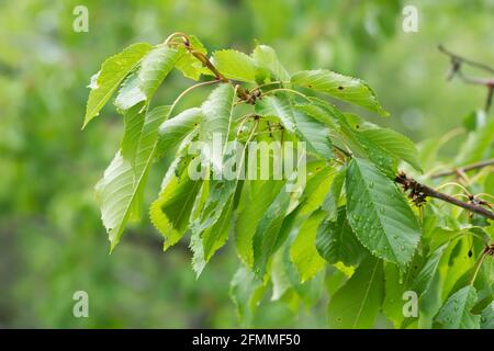 Süße Kirsche, Prunus avium Zweig mit Blättern Stockfoto