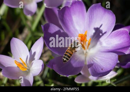 Honigbiene, APIs mellifera, schwebend auf den Staubfäden einer violetten Krokusblüte, die Schatten auf die Blütenblätter wirft, Nahaufnahme von oben Stockfoto