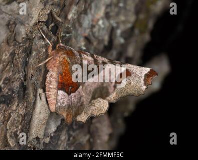 Purpurdorn, Selenia tetralunaria auf Holz Stockfoto