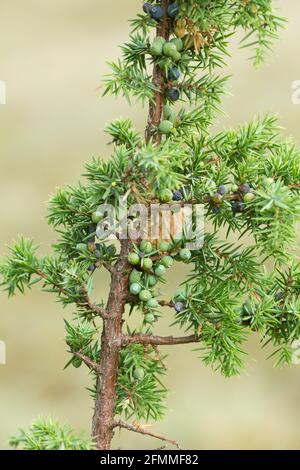 Wacholder, Juniperus communis Zweig mit Beeren Stockfoto