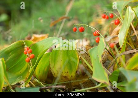 Maiglöckchen, Convallaria majalis Pflanzen mit Beeren im Herbst Stockfoto