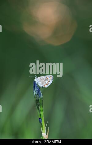 Gewöhnlicher blauer Schmetterling, Polyommatus icarus, der auf der Irisblume ruht Stockfoto