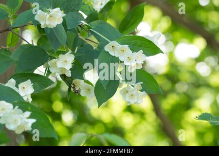 Blühender englischer Dogwood, Philadelphus coronarius Stockfoto