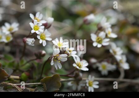 Blühende Frühlingsdraba, Erophila verna Stockfoto